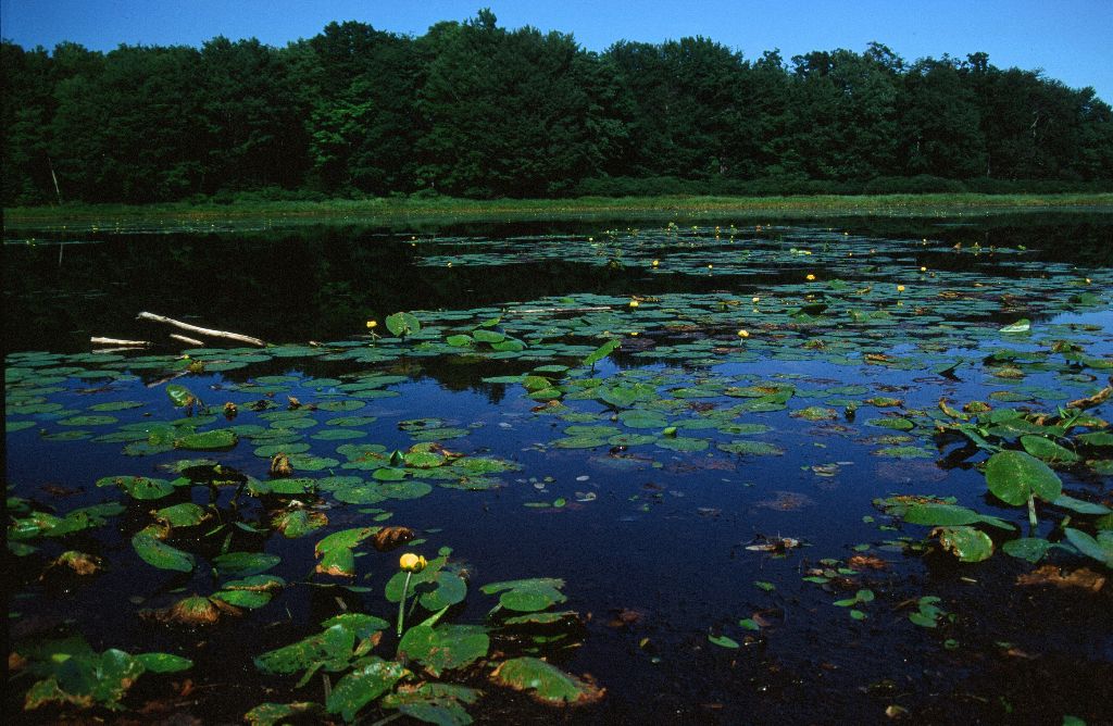 Lily Pads, photography